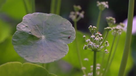 Macro-shot-of-Pennywort,-Centella-asiatica,-leaves-and-flowers