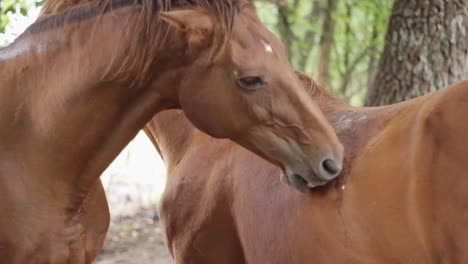 Freundliches-Pferdeverhalten,-Gegenseitige-Liebe,-Rückenkratzen