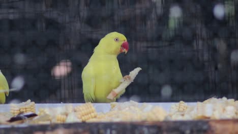 Yellow-Parrots-with-red-beak-eating-a-sugarcane-caged