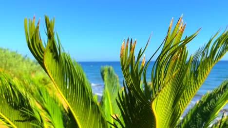 Holiday-destination-with-tropical-vibes-and-palm-tree-sea-view-with-blue-sky-in-Marbella-Estepona,-Spain,-4K-static-shot