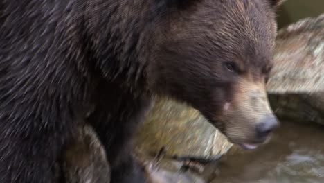 Black-bear-raising-its-head-from-the-river-after-drinking-water