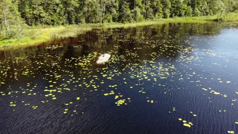 Aerial-view-of-water-lily-pads,-lotus-plants,-on-a-reflecting-forest-lake,-on-a-sunny,-summer-day,-Sweden---orbit,-drone-shot---Nymphaea