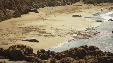 A-single-large-adult-Elephant-Seal-sleeps-in-the-sun-near-the-edge-of-the-water-on-a-beach-in-Southern-California