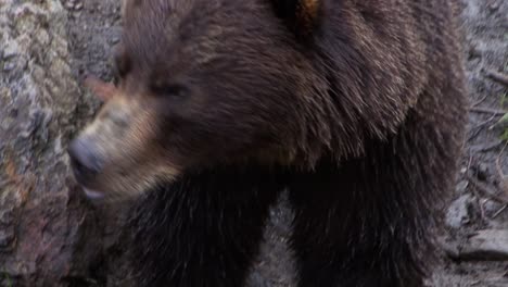 Black-bear-looking-straight-into-the-lens-of-the-video-camera