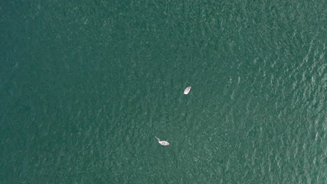 AERIAL:-Top-View-of-Two-Isolated-Seagulls-Eating-Dead-Plaice-in-Baltic-Sea