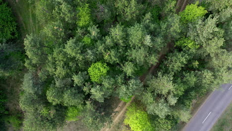 Aerial-View-of-pine-Forest-in-Summer