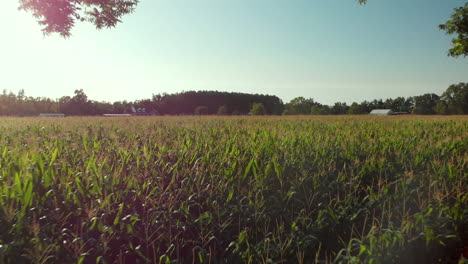 Maize-crop-grown-in-abundance-American-countryside-Aerial-tracking-backwards-4K