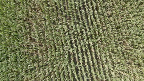 Top-down-aerial-of-wheat-field-waving-in-the-wind