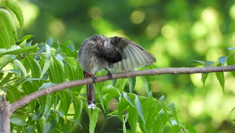 Red-vented-bulbul-in-tree-Mp4-4k-Video-