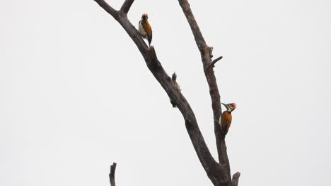 Pájaros-Carpinteros-En-El-árbol-De-Vídeo-Mp4-Uhd.