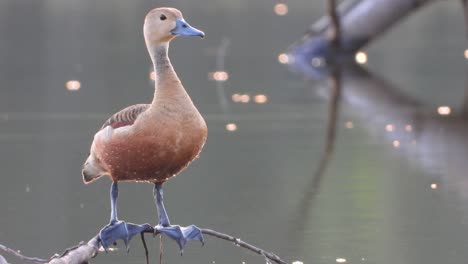 Whistling-duck-in-POnd-UHD-MP4-4k-4-...