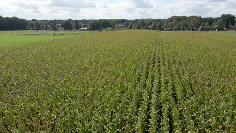 Low-aerial-over-beautiful-green-wheat-field-on-farmland