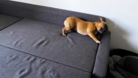 Französische-Bulldogge-Spielt-Und-Rollt-Auf-Der-Grauen-Couch-Im-Wohnzimmer-Eines-Hauses