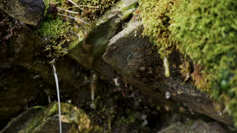 Close-up-View-Of-A-Water-Dripping-From-The-Mossy-Rocks