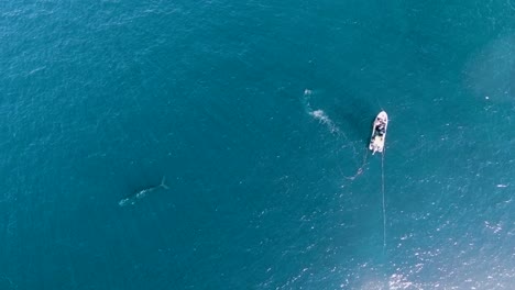 Top-down-Shot-Of-A-Fishing-Boat-Next-To-A-Big-Whale-In-The-Calm-Blue-Sea-In-Peninsula-Valdes,-A-Patagonian-Nature-Reserve-On-The-Coast-Of-Argentina---aerial-drone