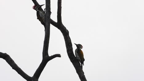 Woody-woodpeckers-IN-tree-UHD-MP4-4k-VIdeo