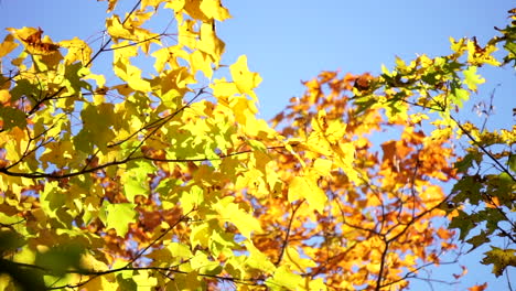 Colorful-autumn-foliage-against-blue-sky-background