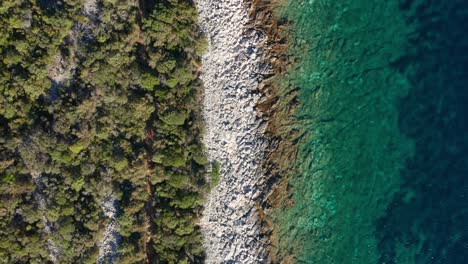 Aerial-top-view-of-pine-tree-forest,-rocky-shore,-turquoise-calm-sea