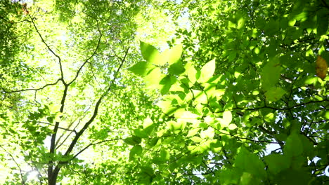 Sonnenlicht-Schimmert-Durch-Grünes-Waldlaub