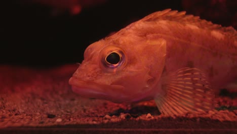 Seitenansicht-Eines-Gelben-Roten-Felsenfisches,-Der-Auf-Einem-Sandigen-Boden-Eines-Aquariumglases-In-Numazu,-Japan,-Ruht-–-Makroaufnahme
