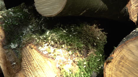 Cut-down-Logged-Tree-Stumps-lay-in-a-pile-outside-as-green-moss-still-grows-on-the-Bark