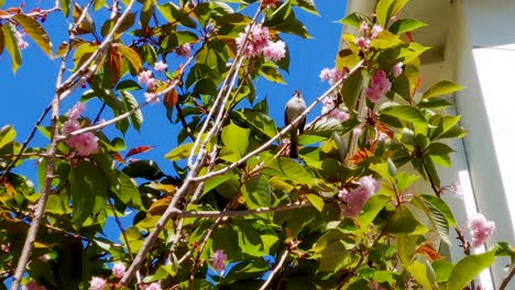 Sparrow-chirping-on-a-cherry-blossom-tree-enjoying-morning-sunlight