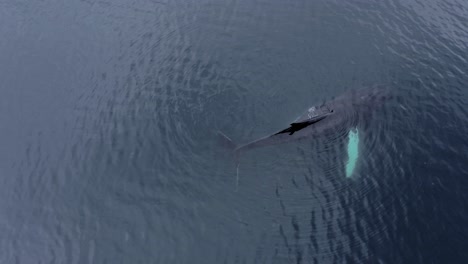 A-Humpback-Whale-Swimming-In-The-Calm-Sea-In-Slow-Motion---aerial-drone