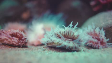 Atractivos-Corales-Flabellum-Deludens-Kinshi-Balanceándose-Bajo-El-Agua-Sobre-Un-Fondo-Opaco-Dentro-Del-Acuario-En-Numazu,-Japón---Macro-Shot