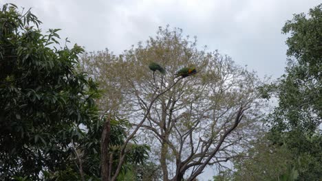 Macaw-Parrots-on-a-tree-branch--Currumbin-Beach-and-Wildlife-Sanctuary-Australia