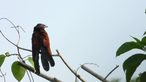 Greater-coucal-in-tree-chilling-on-sunrise-UHD-MP4-4k-Video-