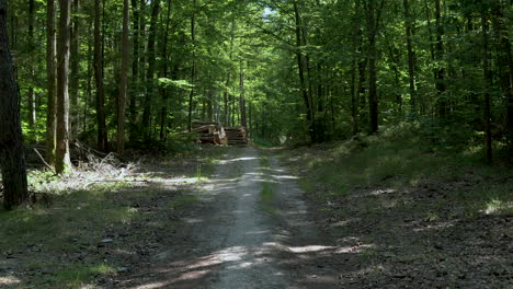Sandy-road-in-the-middle-of-the-forest-between-the-trees,-the-felled-tree-is-lying-by-the-road-stacked-on-a-pile