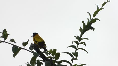Indian-golden-oriole-in-tree-UHD-MP4-4k
