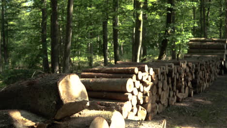 Lebende-Grüne-Waldbäume-Kippen-Und-Schwenken-Nach-Unten,-Um-Stapel-Abgeholzter-Baumstümpfe-Freizulegen