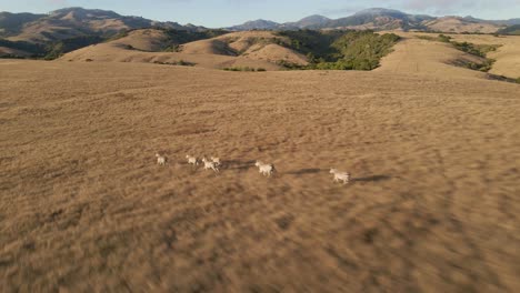 Herd-of-Zebras-galloping-across-the-plains