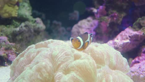 Wunderschöner-Clownfisch-Oder-Anemonenfisch,-Der-Alleine-über-Einem-Weichen-Lebenden-Korallenriff-In-Einem-Klarglasaquarium-In-Numazu,-Japan,-Schwimmt-–-Makroaufnahme