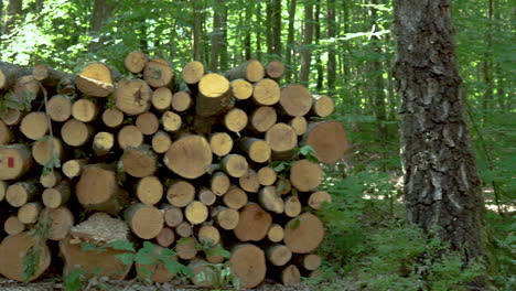 Schwenk-Nach-Rechts-Von-Einem-Wald-Auf-Einen-Stapel-Gefällter-Baumstämme,-Die-Trocknen