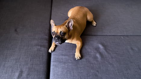 Adorable-and-cute-french-bulldog-playing-on-the-mattress