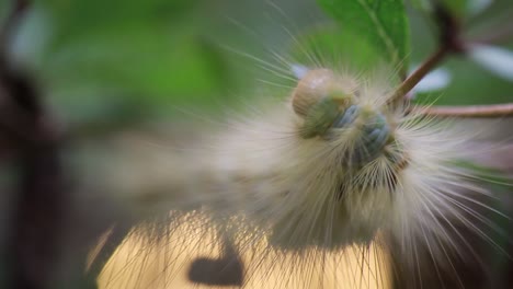 hairy-caterpillar-eating-leaves-on-stem