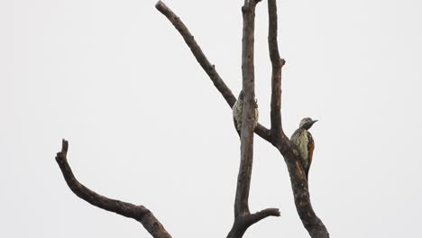 Pájaro-Carpintero-En-El-árbol-Uhd-Mp4-4k-Video