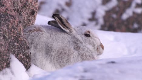 mountain-hare-in-winter-coat,-sheltering-by-rock-in-snowy-mountains,-Cairngorms,-Scotland
