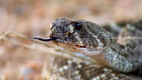 Extreme-closeup-video-of-a-Western-Diamondback-Rattlesnake-flicking-its-tongue
