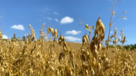 Nahaufnahme-Der-Goldenen-Weizenpflanzen-Auf-Dem-Feld,-Die-An-Einem-Sonnigen-Tag-In-Polen-Zur-Ernte-Bereit-Sind