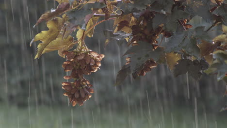 Sycamore-Maple-Leaves-And-Seeds-On-The-branches-On-A-Rainy-Day-With-Raindrops