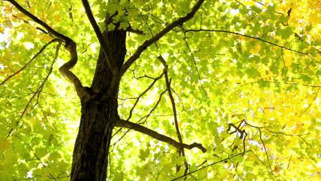 Baum-Mit-Zickzackzweigen-Steht-Unter-Buntem-Herbstlaub