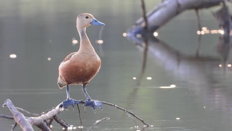 Whistling-duck-in-POnd-Chilling-UHD-Mp4-4k-..