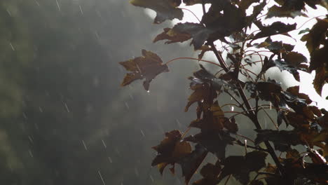 Fallende-Regentropfen-Wie-Die-Blätter,-Die-Während-Eines-Regnerischen-Tages-Vom-Wind-Mit-Dem-Verschwommenen-Hintergrund-Verweht-Werden