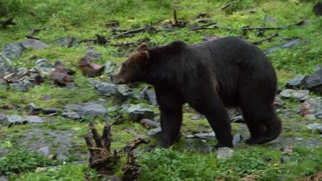Black-bear-slowly-walking-in-a-rainy-day