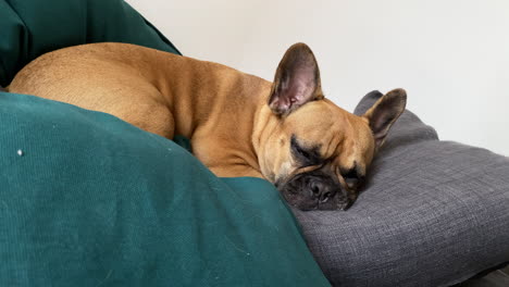 Entzückender-Und-Süßer-Hund,-Der-Auf-Einer-Couch-Liegt-Und-Sich-Ausruht