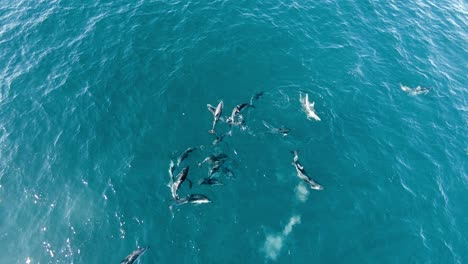 A-Beautiful-Pod-Of-Dusky-Dolphins-Swimming-Near-The-Water-Surface-Of-Clear-Waters-In-Golfo-San-Jose-During-Summer-In-Argentina,-South-America