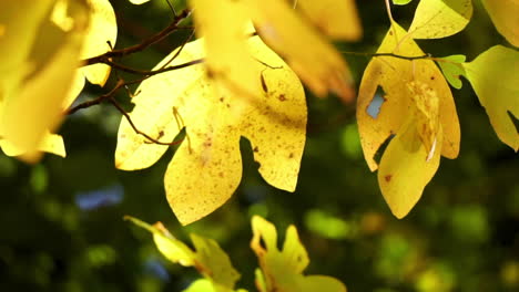 Gelbe-Sassafras-Blätter-Rascheln-In-Einer-Sanften-Brise